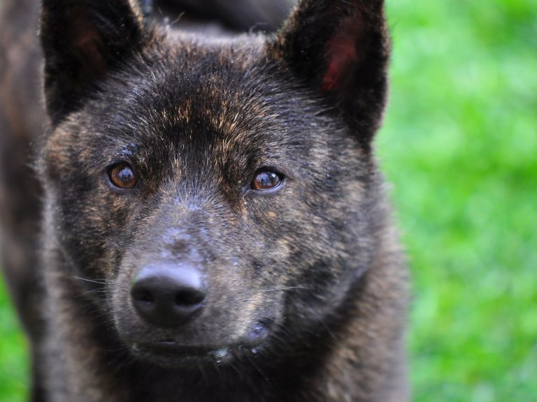 Rare Dog Breeds The 26 Rarest Dogs In The World