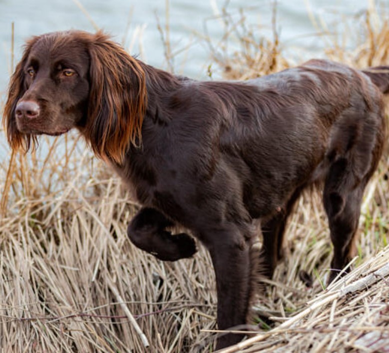 The 10 Most Popular Hunting Dog Breeds 28