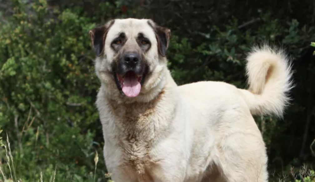 The 31 Heaviest Dog Breeds Worldwide 68