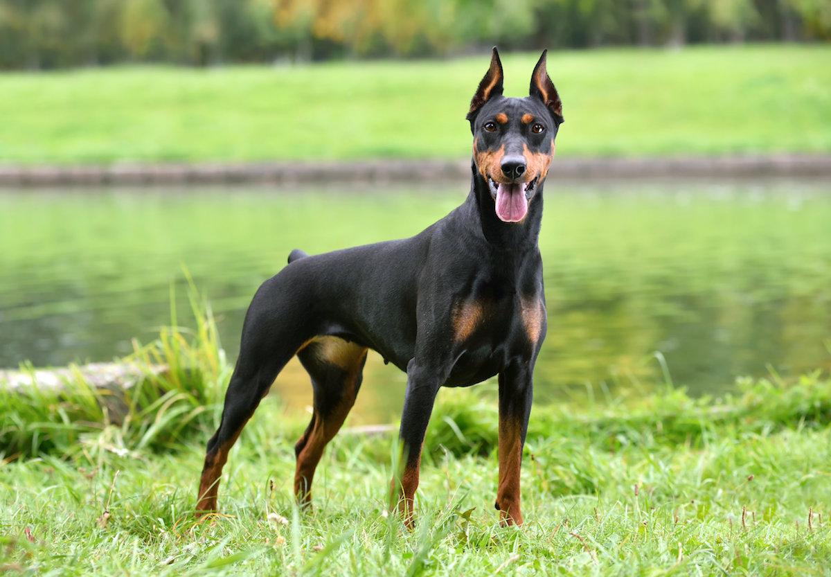 The 18 Most Dangerous Dog Breeds Ever Existed 44