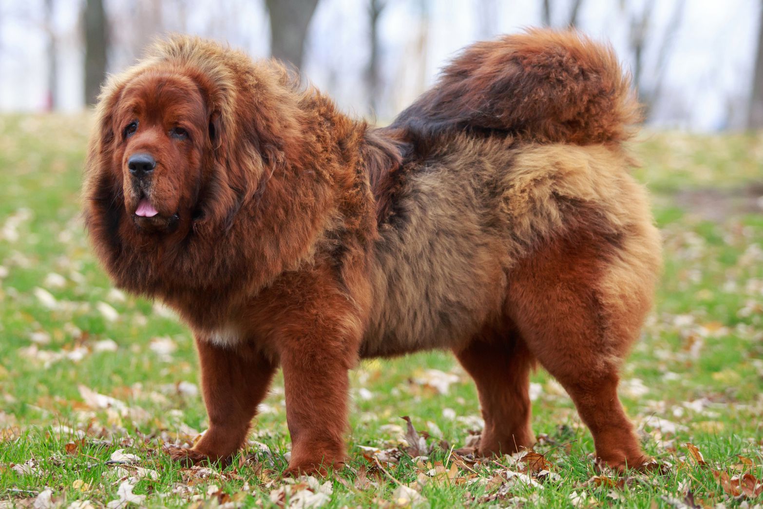 The 31 Heaviest Dog Breeds Worldwide 69
