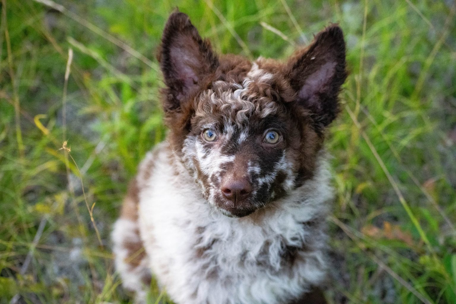 Rare Dog Breeds The 26 Rarest Dogs In The World