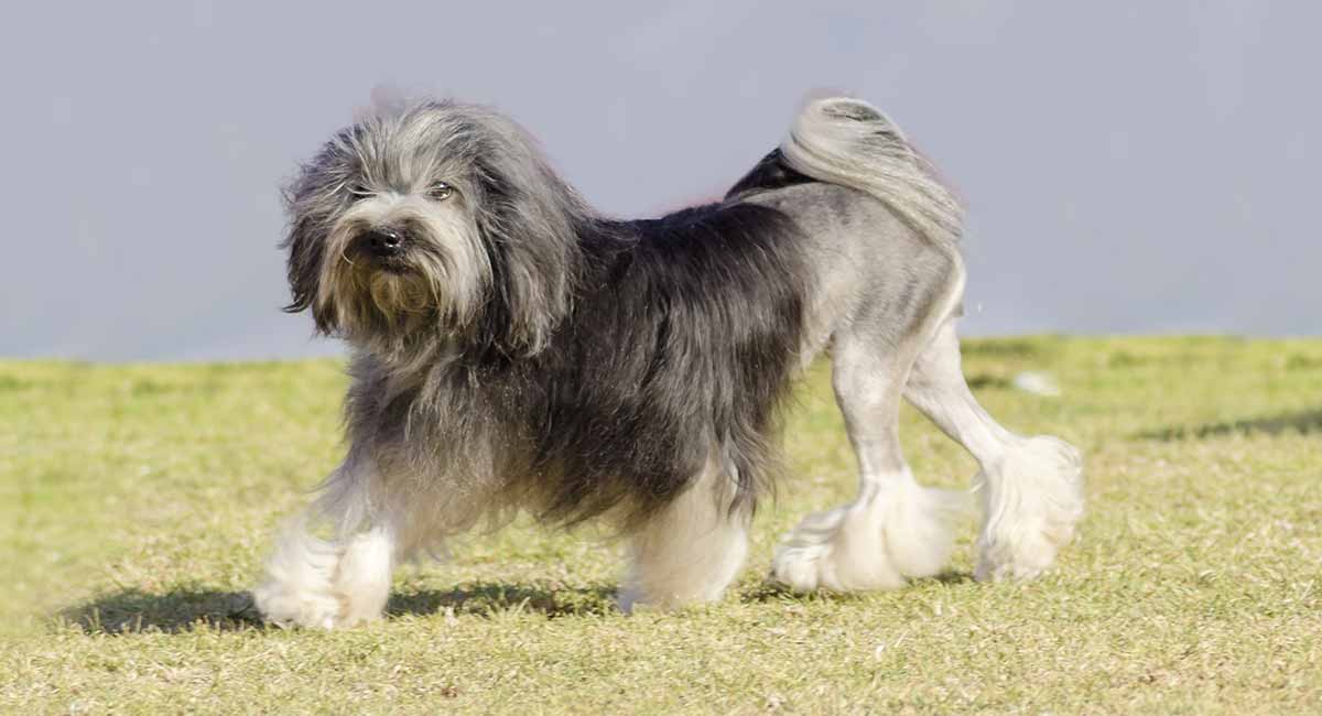 What Are The Most Expensive Dogs In The World? 37