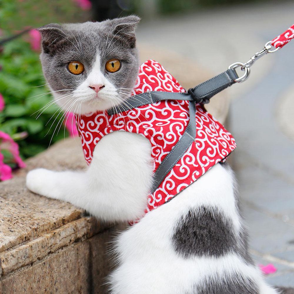 Get Your Cat Ready for Adventure: How to Choose and Use the Best Cat Harnesses in 2023 2