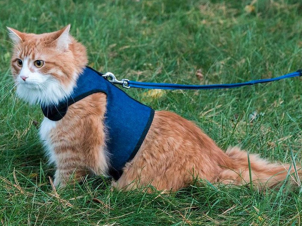Best Cat Harnesses
