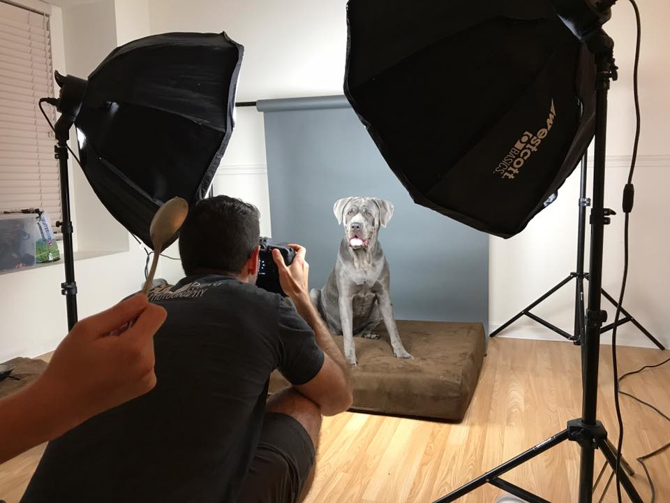 Best Ventilation Systems for Pet Photography Studios and Pet Grooming Salons 7