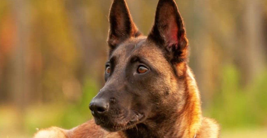 5 Ways To Boost Canine Confidence and Behavior 1