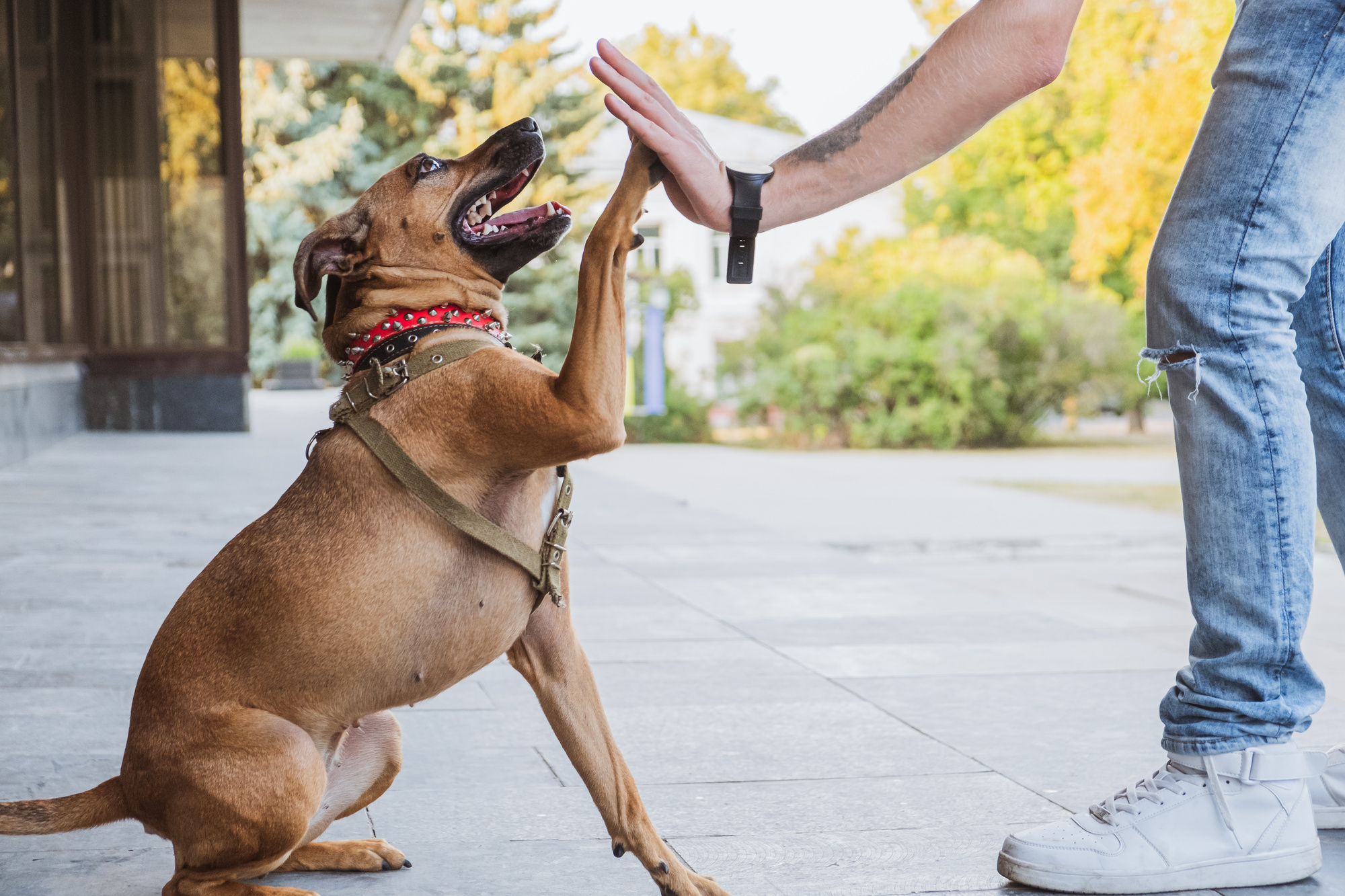 5 Ways To Boost Canine Confidence and Behavior 2