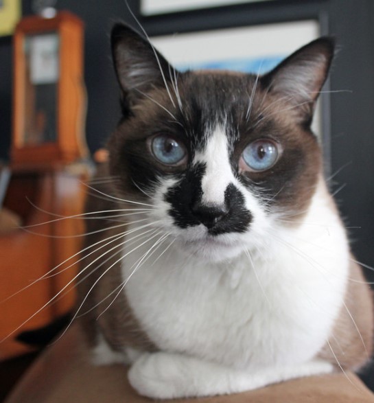 Snowshoe Cat: Breed Overview 8