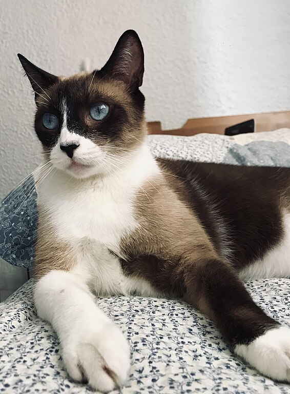 Snowshoe Cat: Breed Overview 9