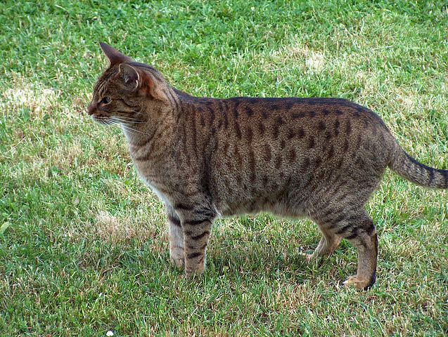 Ocicat Cat: Breed Overview 2