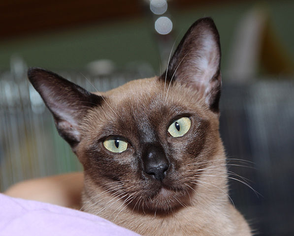 Tonkinese Cat: Breed Overview 1