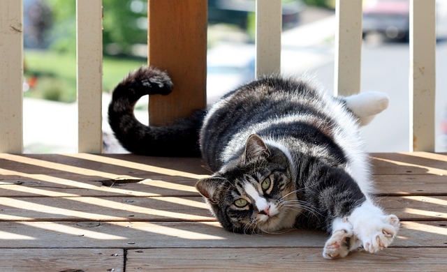 American Shorthair Cat: Breed Overview 11