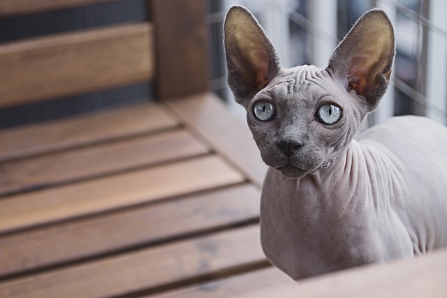 Sphynx Cat: Breed Overview 2