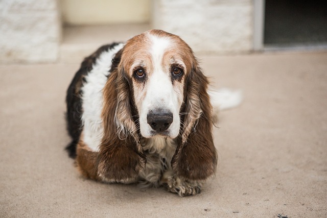 Comprehensive Guide to Basset Hound Dogs: Breed Overview and Characteristics 50
