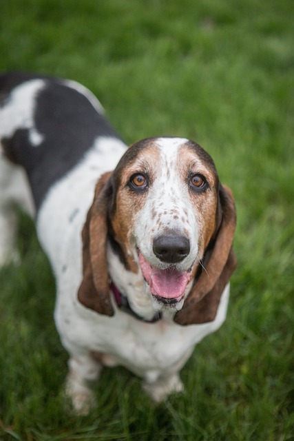Comprehensive Guide to Basset Hound Dogs: Breed Overview and Characteristics 10