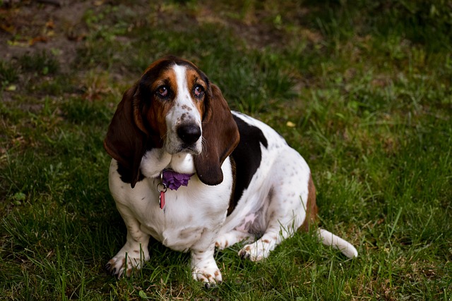 Comprehensive Guide to Basset Hound Dogs: Breed Overview and Characteristics 11