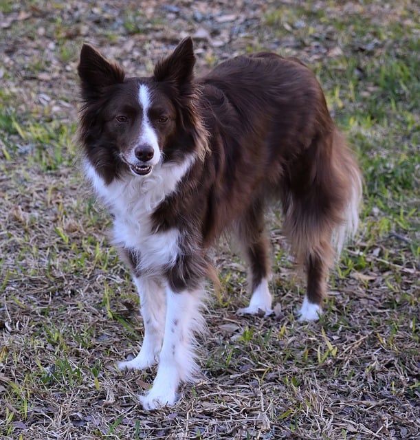 Comprehensive Guide to Border Collie Dogs: Breed Overview and Characteristics 10