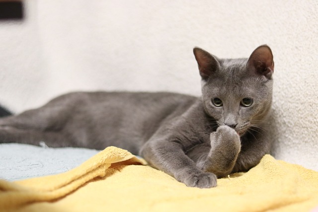 Russian Blue Cat: Breed Overview 10
