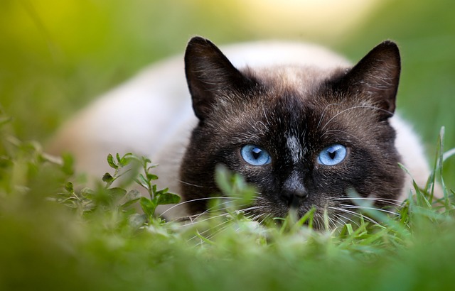 Siamese Cat: Breed Overview 7