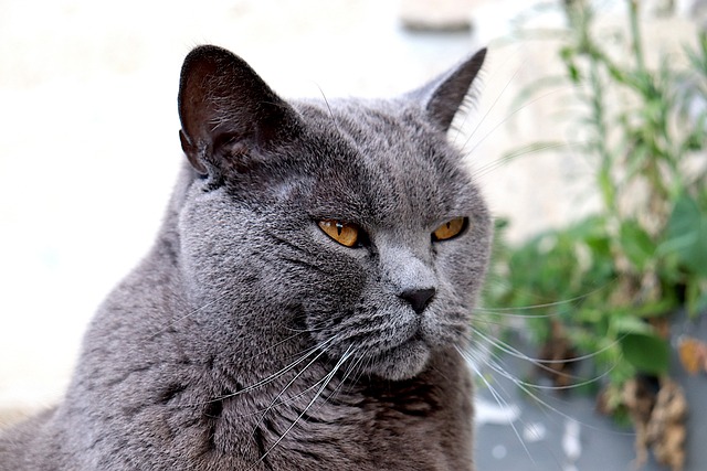 Chartreux Cat: Breed Overview 9