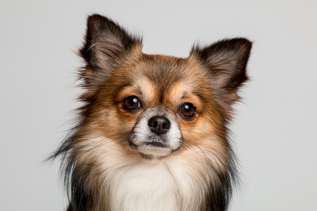 Complete Guide to Chihuahua Dogs: Breed Overview and Characteristics 11