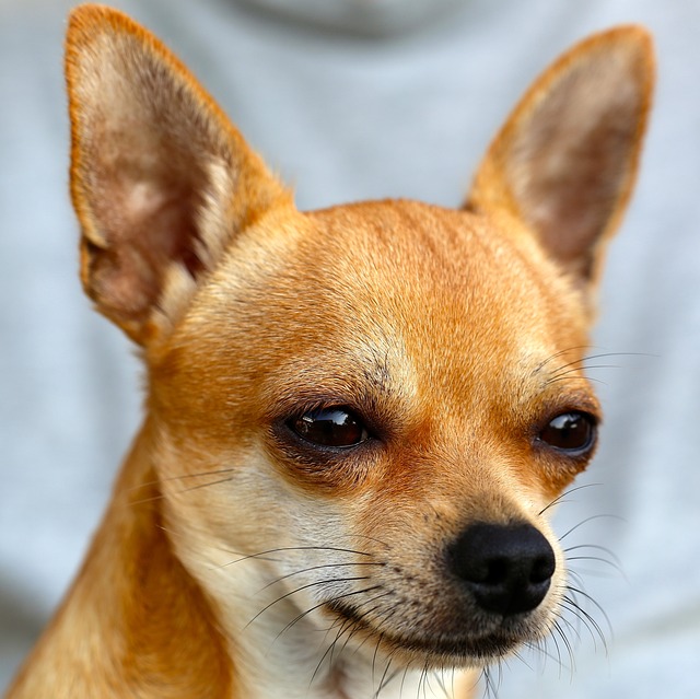 Complete Guide to Chihuahua Dogs: Breed Overview and Characteristics 10