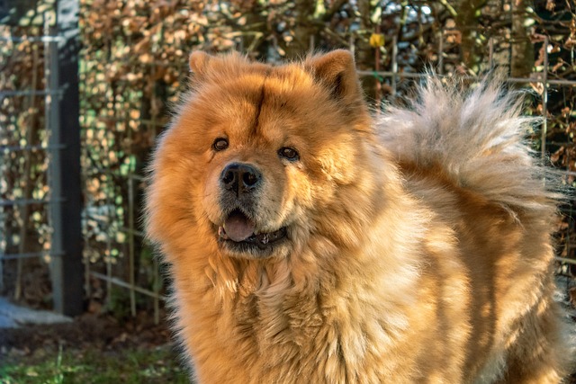 Comprehensive Guide to Chow Chow Dogs: Breed Overview and Characteristics 10