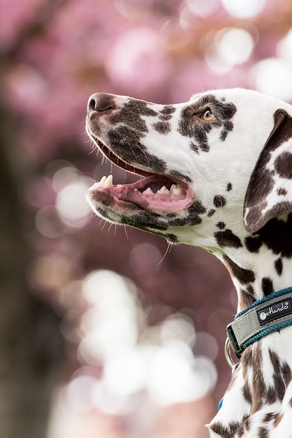Comprehensive Guide to Dalmatian Dogs: Breed Overview and Characteristics 8