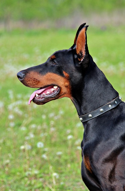 Comprehensive Guide to Doberman Pinscher Dogs: Breed Overview and Characteristics 11