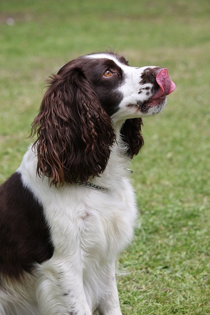 Comprehensive Guide to Springer Spaniel Dogs: Breed Overview and Characteristics 10