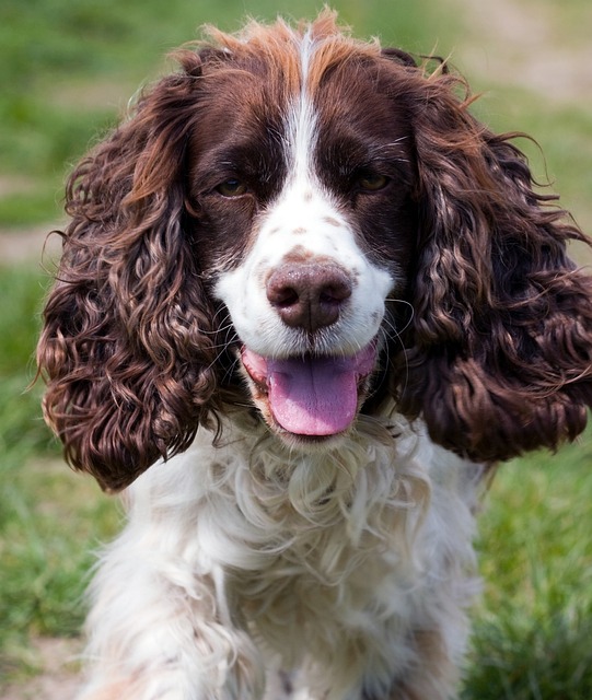 Comprehensive Guide to Springer Spaniel Dogs: Breed Overview and Characteristics 11