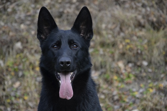Comprehensive Guide to German Shepherd Dogs: Breed Overview and Characteristics 64
