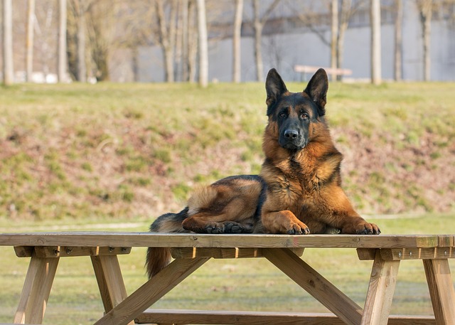 Comprehensive Guide to German Shepherd Dogs: Breed Overview and Characteristics 11