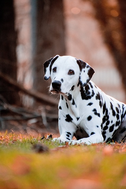 Comprehensive Guide to Dalmatian Dogs: Breed Overview and Characteristics 7