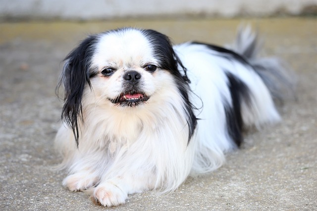 Japanese Chin: Breed Overview 9