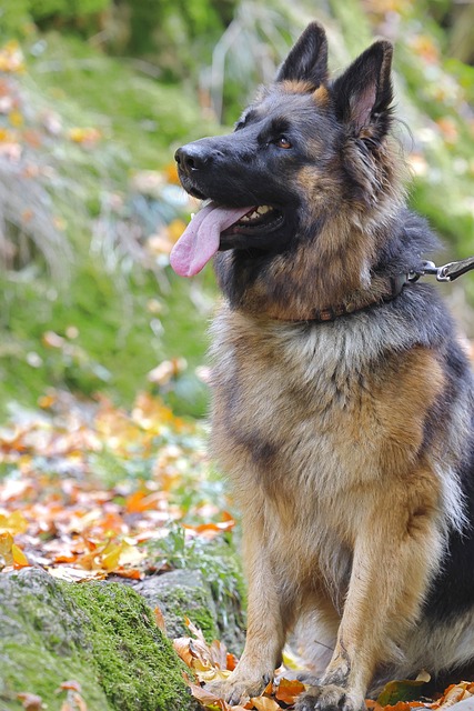 Comprehensive Guide to German Shepherd Dogs: Breed Overview and Characteristics 10