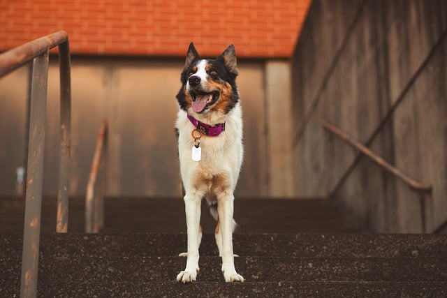 Comprehensive Guide to Border Collie Dogs: Breed Overview and Characteristics 11