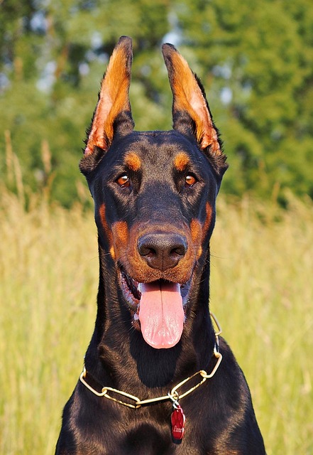 Comprehensive Guide to Doberman Pinscher Dogs: Breed Overview and Characteristics 10