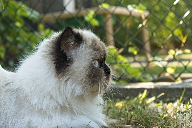 Himalayan Cat: Breed Overview 8