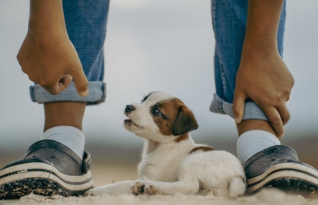 Comprehensive Guide to Jack Russell Terriers: Breed Overview and Characteristics 43