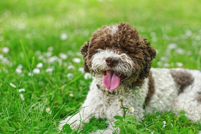 Lagotto Romagnolo: Breed Overview 12
