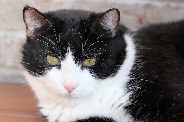 American Shorthair Cat: Breed Overview 10