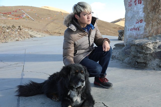 Comprehensive Guide to Tibetan Mastiff Dogs: Breed Overview and Characteristics 11