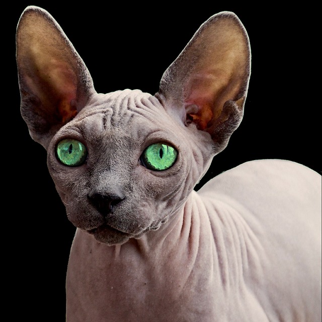 Sphynx Cat: Breed Overview 11