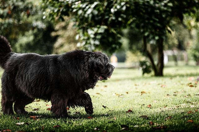 Comprehensive Guide to Newfoundland Dogs: Breed Overview and Characteristics 10