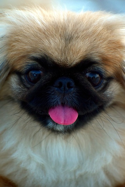 Comprehensive Guide to Pekingese Dogs: Breed Overview and Characteristics 11