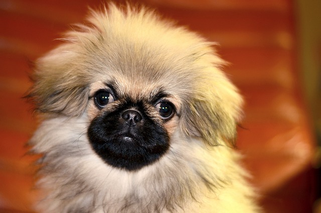 Comprehensive Guide to Pekingese Dogs: Breed Overview and Characteristics 10