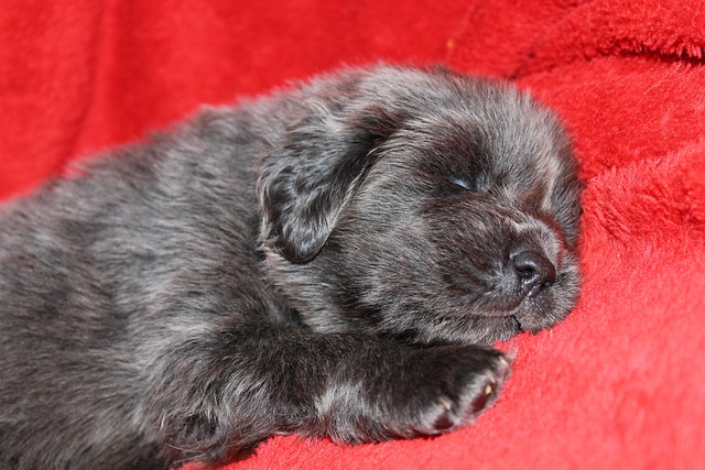 Comprehensive Guide to Tibetan Mastiff Dogs: Breed Overview and Characteristics 10