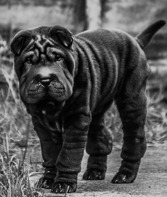 Complete Guide to Shar Pei Dogs: Breed Overview and Characteristics 10